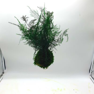 Stabilized kokedama 10cm