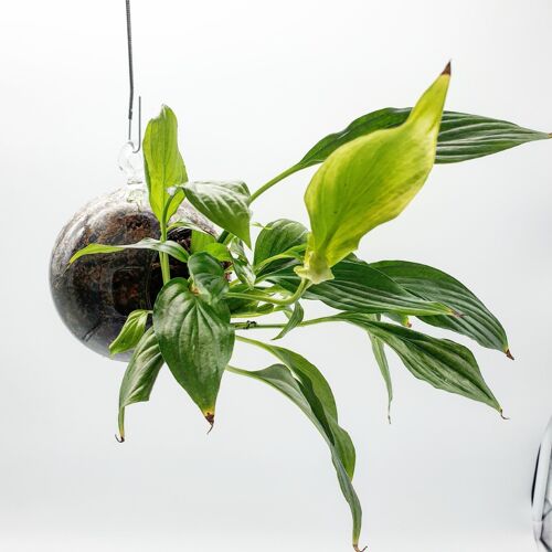 Kokedama Naturel 6cm