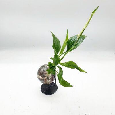 Aquaplante Toupie Spathiphylum Pothos Efeu