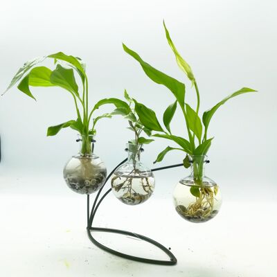 Aquaplante Support 3 Spathiphylum Pothos Ivy bulbs