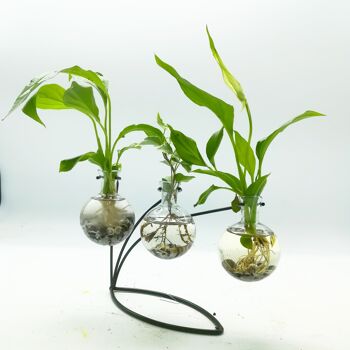 Aquaplante Support 3 bulbes Spathiphylum Pothos Lierre 1