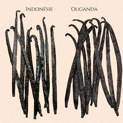 Spring offer! Vanilla from Uganda + Indonesia (250+250 grams)