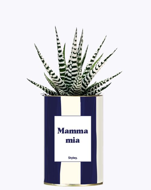 Cactus - Mamma Mia