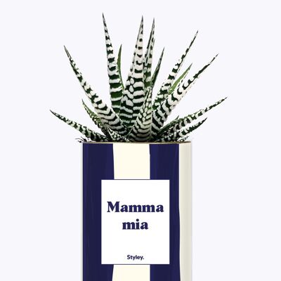 Cactus - Mamma Mia