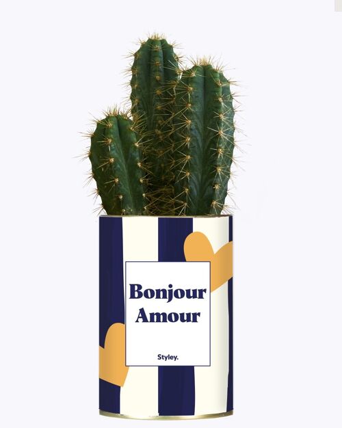 Cactus - Bonjour Amour