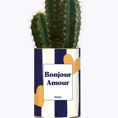 Cactus - Bonjour Amour