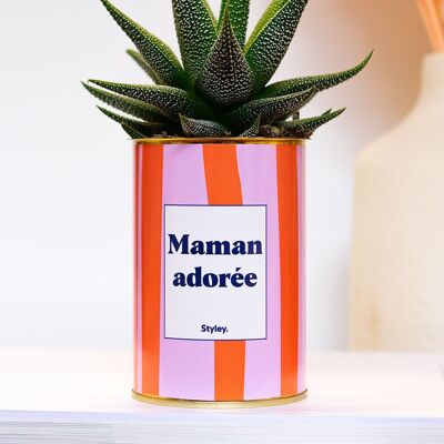 Cactus - Amada mamá