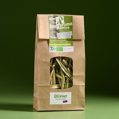 Olive tree 35g