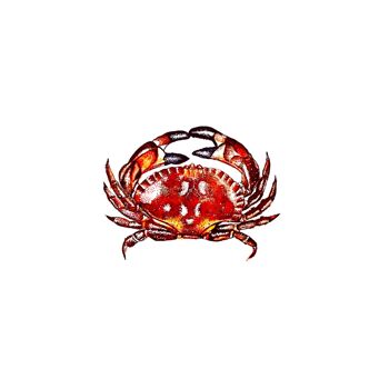 Carte aquarelle de crabe 2