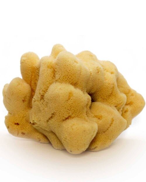 Natural Mediterranean Sea Sponge Fine Dama (bleached) 10 cm