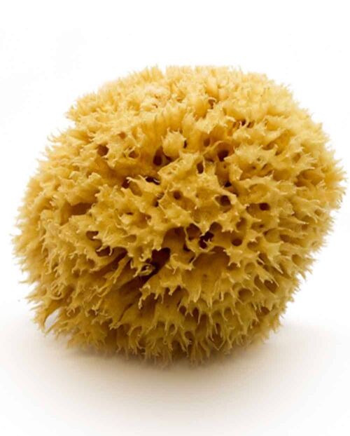 Natural Mediterranean Sea Sponge Arcipelago (half-processed) 12 cm