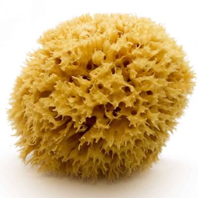 Natural Mediterranean Sea Sponge Arcipelago (half-processed) 12 cm