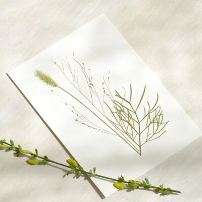 Herbarium Bouquet Country garden (various plants) • A6 format • to be framed