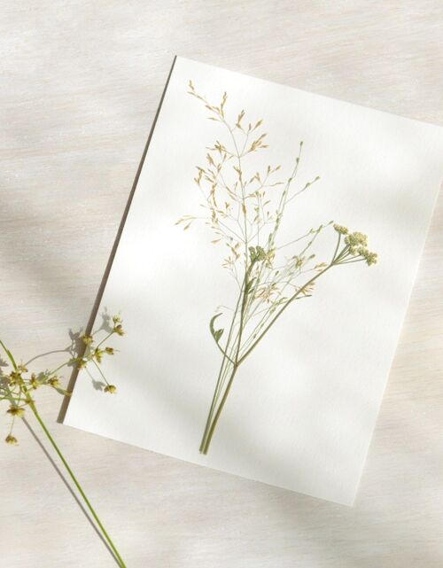 Herbier Bouquet graminées (plantes variées) • format A6 • à encadrer
