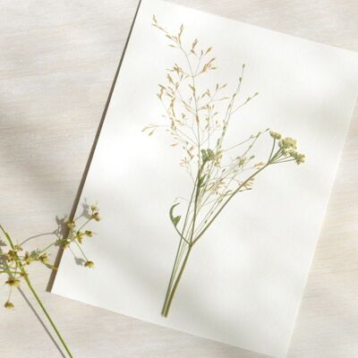 Herbarium Bouquet grasses (various plants) • A6 format • to be framed