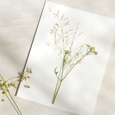 Herbier Bouquet graminées (plantes variées) • format A6 • à encadrer