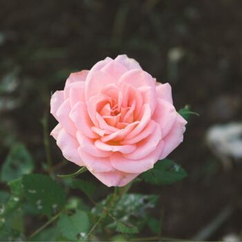 Ayumi Pétale de Rose (Rosa Centifolia) Poudre 50g 2