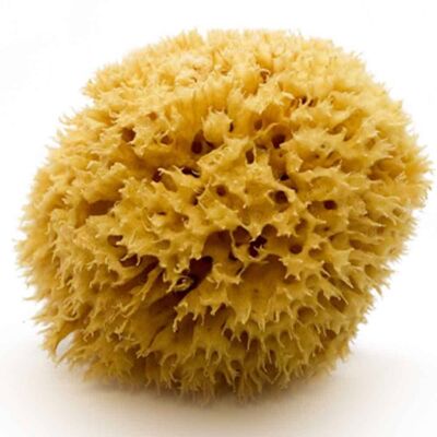 SICILIANA.LT Natural Mediterranean Sea Sponge ARCIPELAGO (half-processed) 16 cm