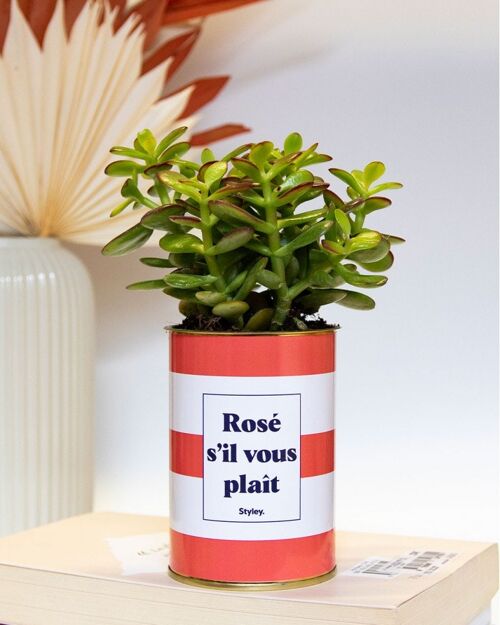 Plante grasse en pot - Rosé s'il vous plait