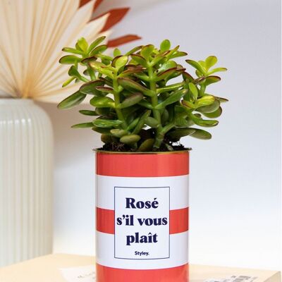 Plante grasse en pot - Rosé s'il vous plait