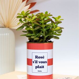 Plante grasse en pot - Rosé s'il vous plait