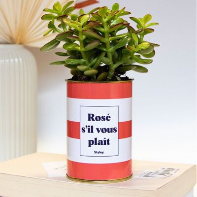 Plante grasse en pot - Rosé s'il vous plait