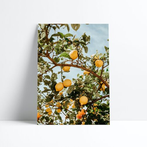 AFFICHE 30X40-Lemon tree