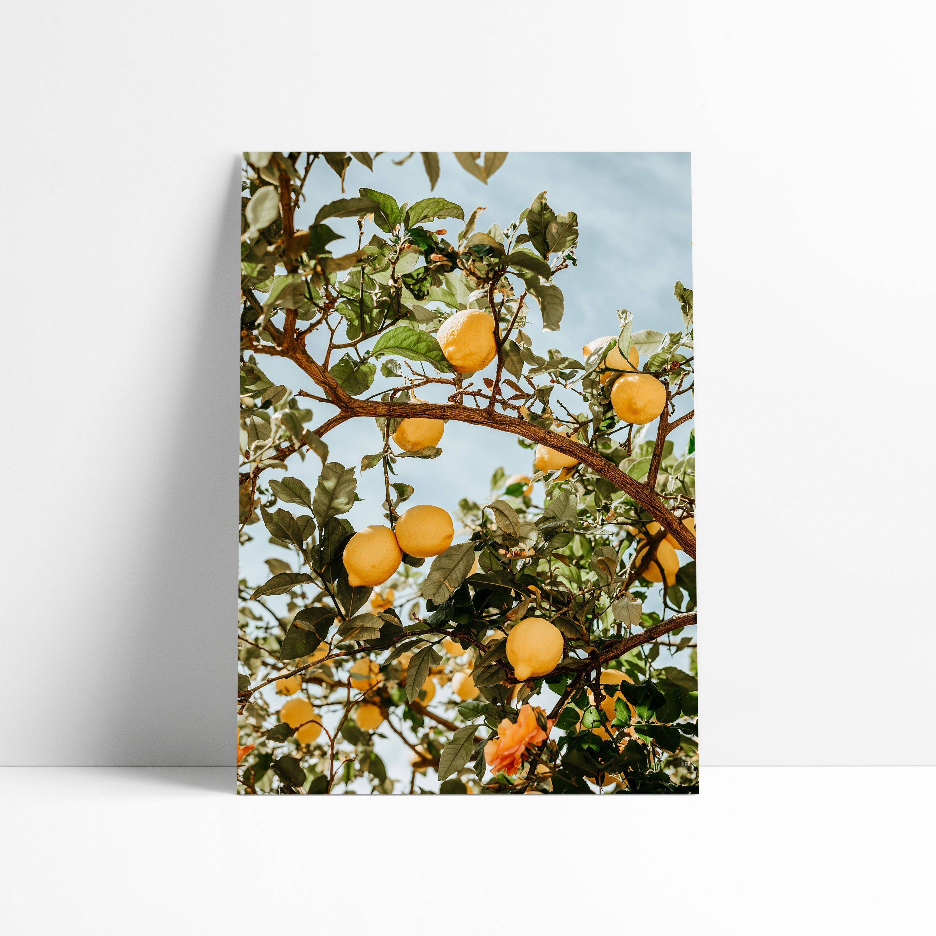 POSTER 30X40-Lemon tree