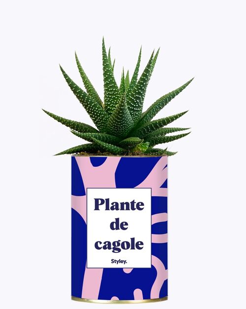 Plante Grasse - Plante de cagole