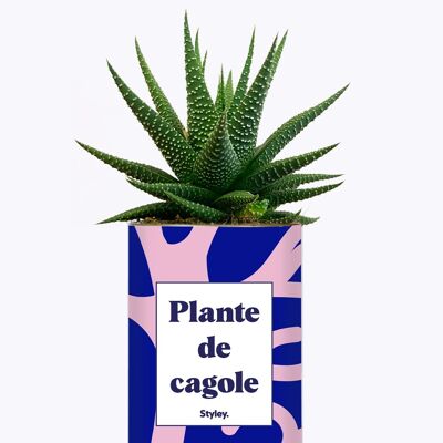 Plante Grasse - Plante de cagole