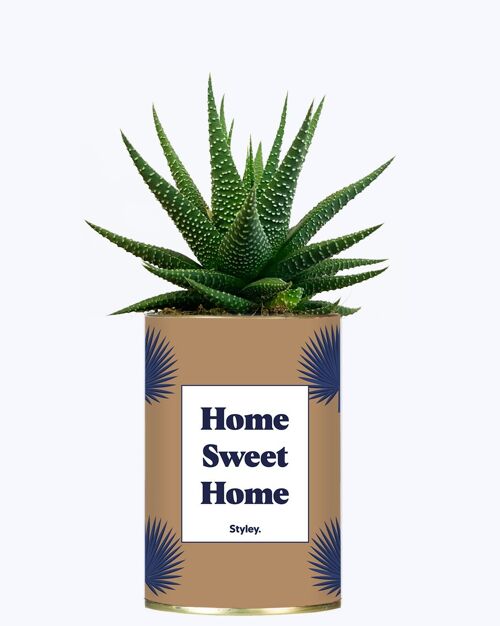 Plante Grasse - Home Sweet Home
