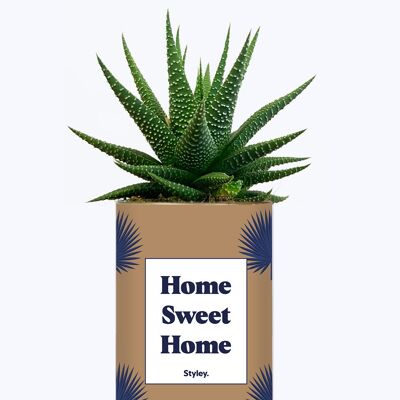 Planta suculenta - Hogar dulce hogar