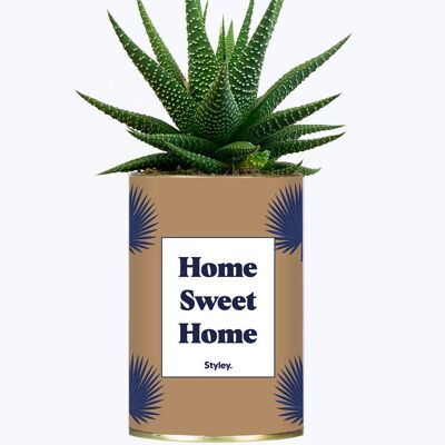 Succulent Plant - Home Sweet Home