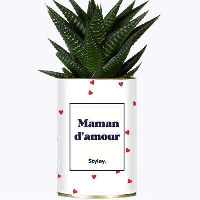Succulent plant - Love mom