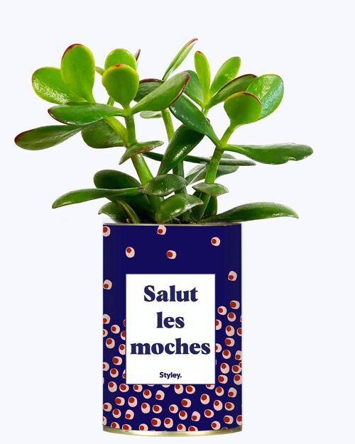 Plante grasse - Salut Les Moches