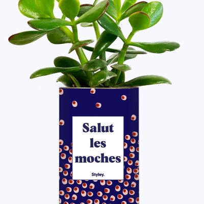 Plante grasse - Salut Les Moches