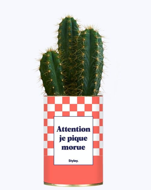 Cactus - Attention je pique