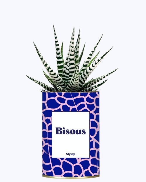 Plante Grasse - Bisous