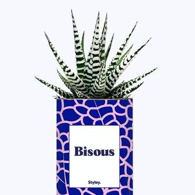 Plante Grasse - Bisous