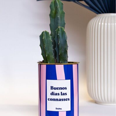 Succulent Plant Buenos Dias Las Connasses