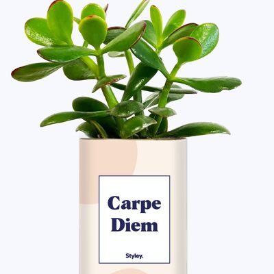 Succulent plant - Carpe Diem