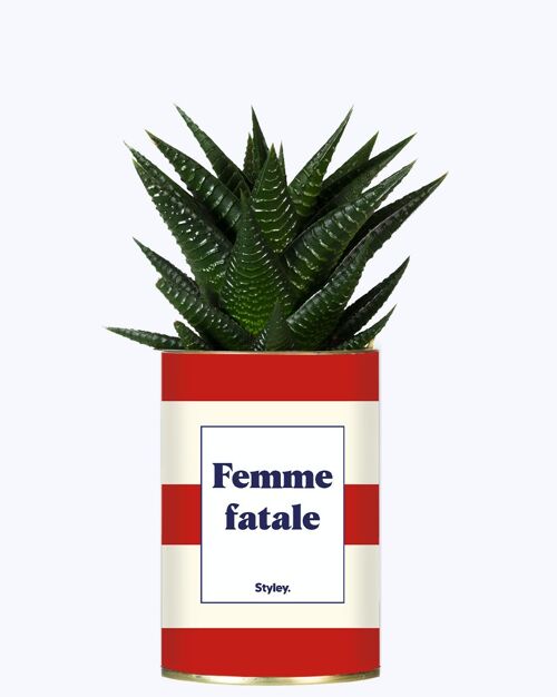 Plante grasse - Femme fatale