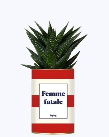 Plante grasse - Femme fatale