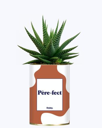 Plante Grasse - Père-fect