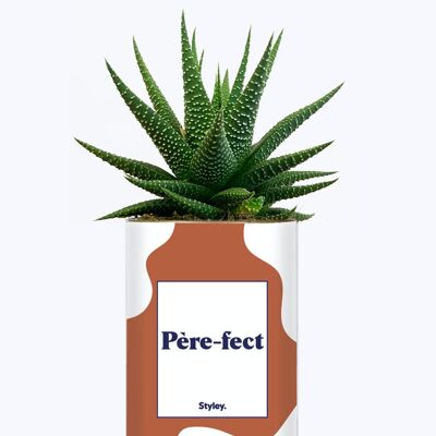 Succulent Plant - Père-fect