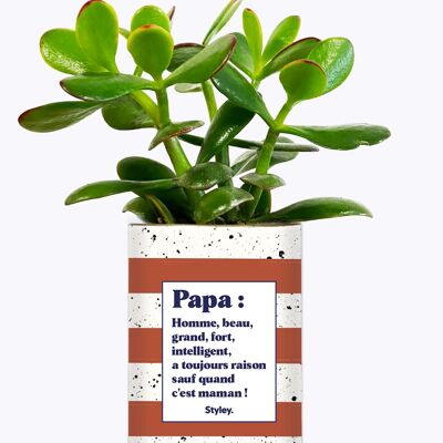 Planta suculenta - Definición de papá