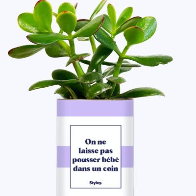 Succulent Plant - We don't let baby grow in a corner