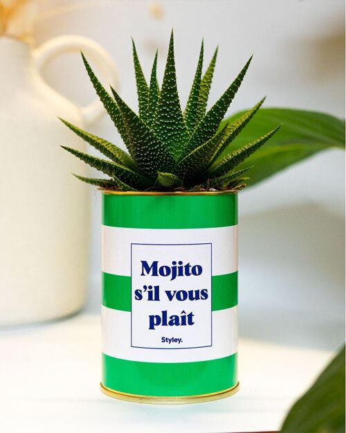 Plante grasse - Mojito s'il vous plait