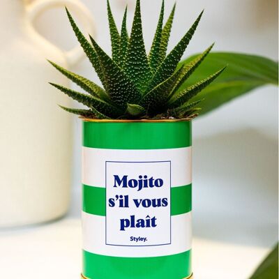 Succulent - Mojito please
