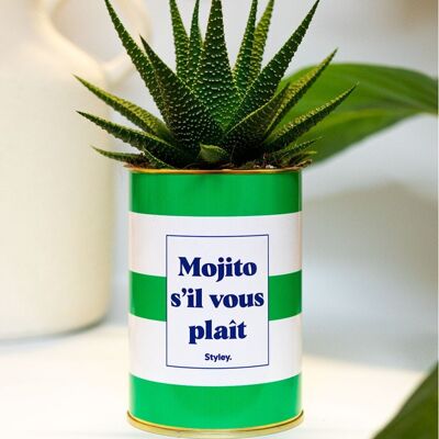 Succulent - Mojito please